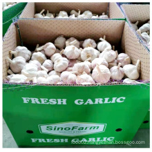 2021 new China fresh vegetables white garlic and red garlic  in bulk price for export